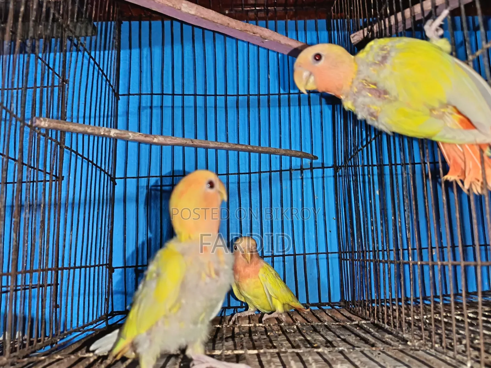 Semi Tame Red Head Lutino Opaline Baby (3 Piece)