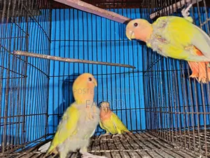 Semi Tame Red Head Lutino Opaline Baby (3 Piece)