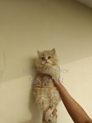 ১-৩ মাস বয়সী মহিলা বিশুদ্ধ পার্সিয়ান
