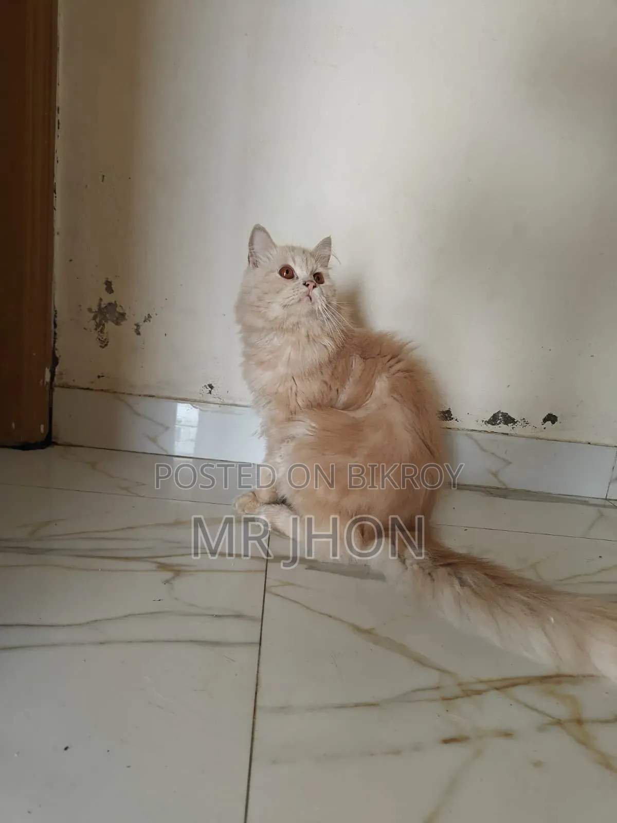 ১-৩ মাস বয়সী মহিলা বিশুদ্ধ পার্সিয়ান