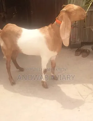 একটি পাঠি ছাগল