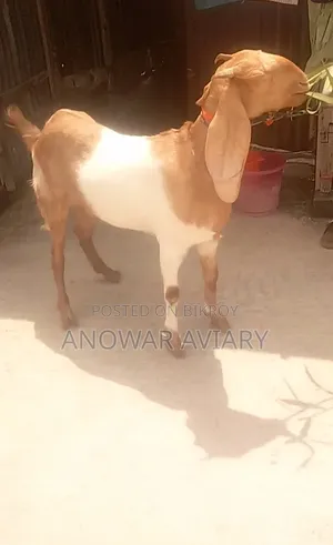 একটি পাঠি ছাগল