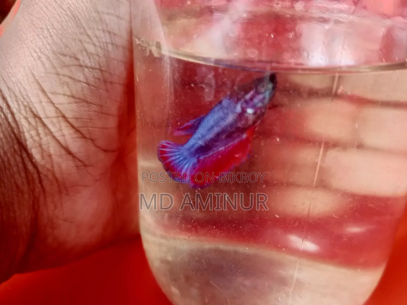 Get rare aquarium fish.