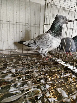 Pigeons for sale