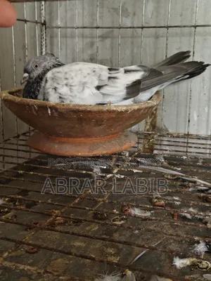 Pigeons for sale