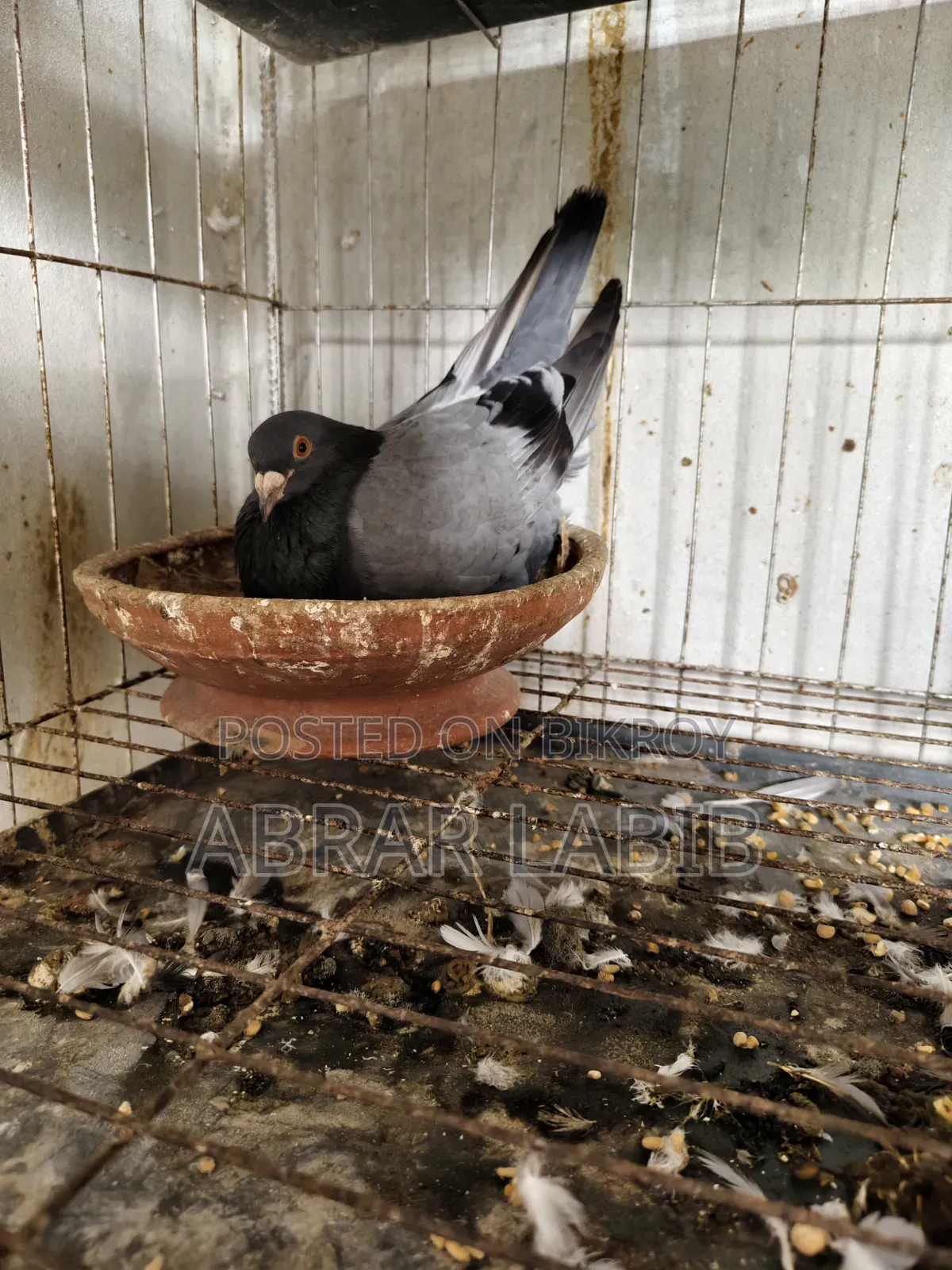 Pigeons for sale