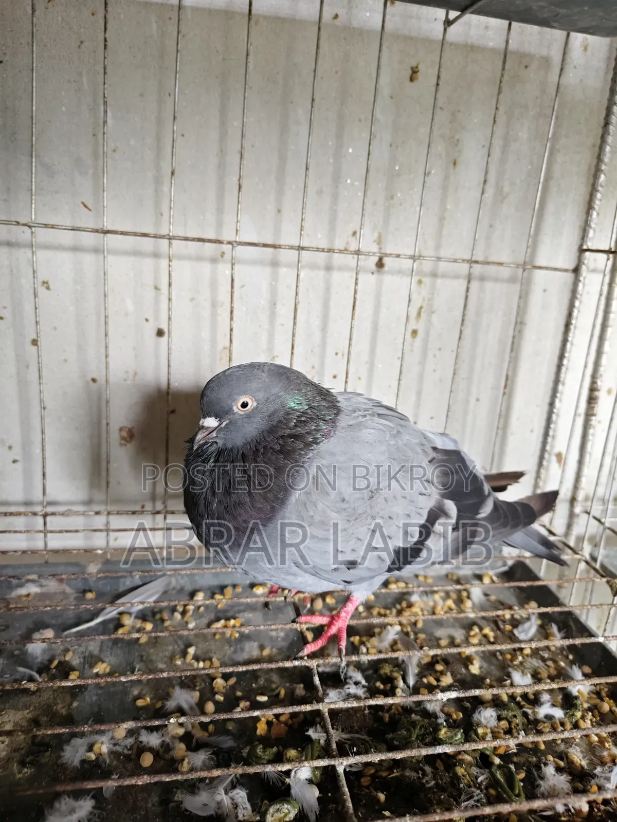 Pigeons for sale