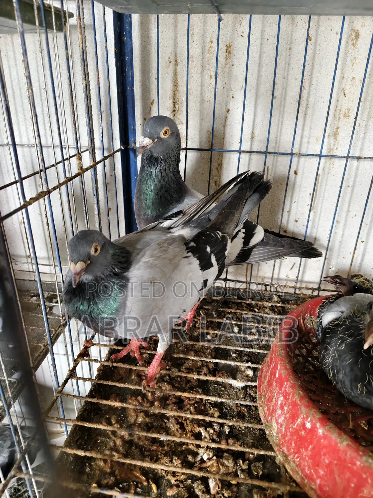 Pigeons for sale
