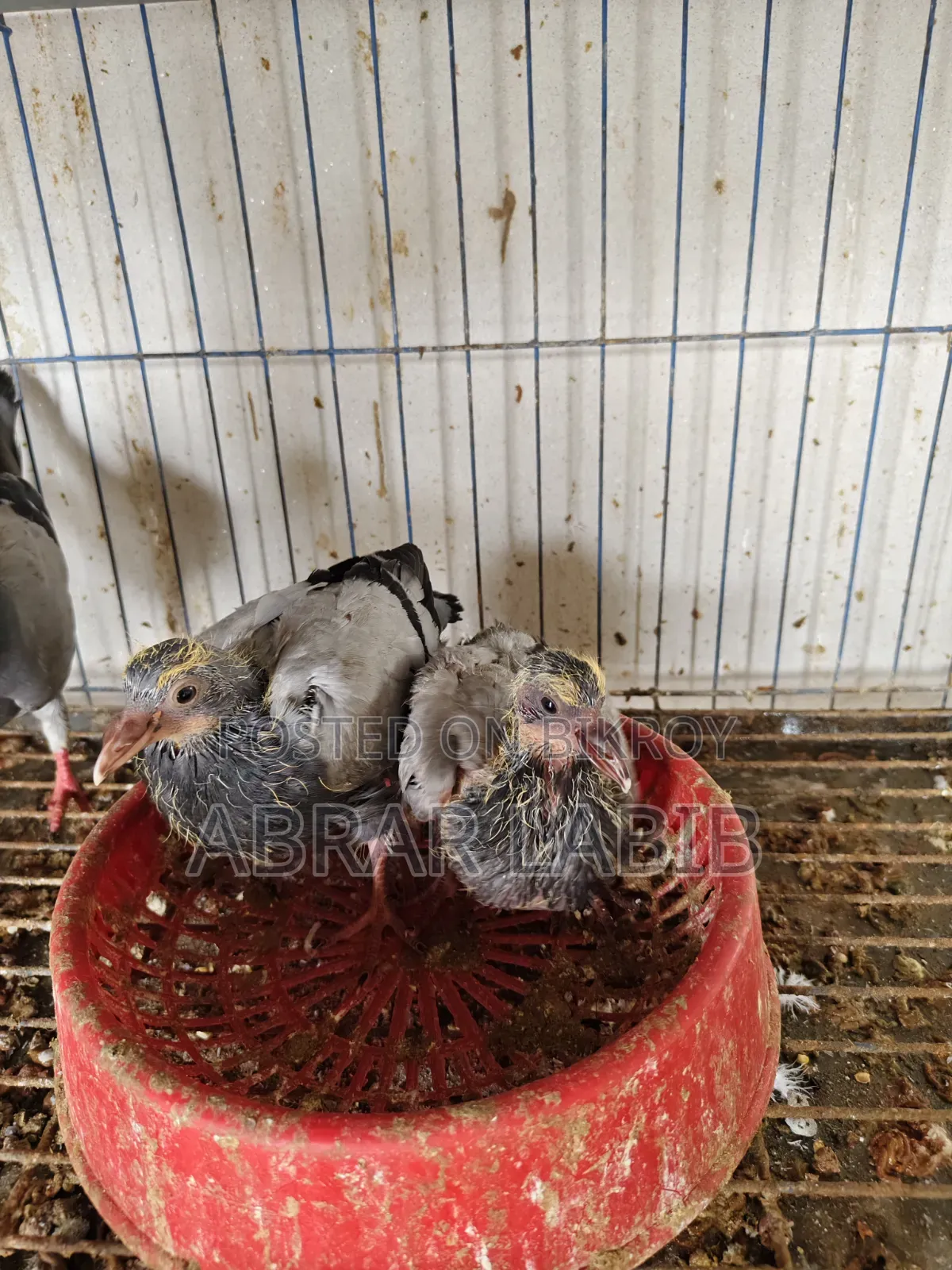 Pigeons for sale