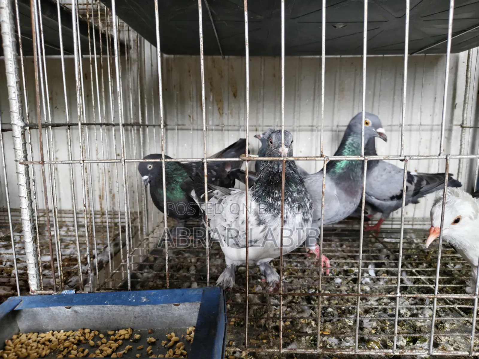 Pigeons for sale