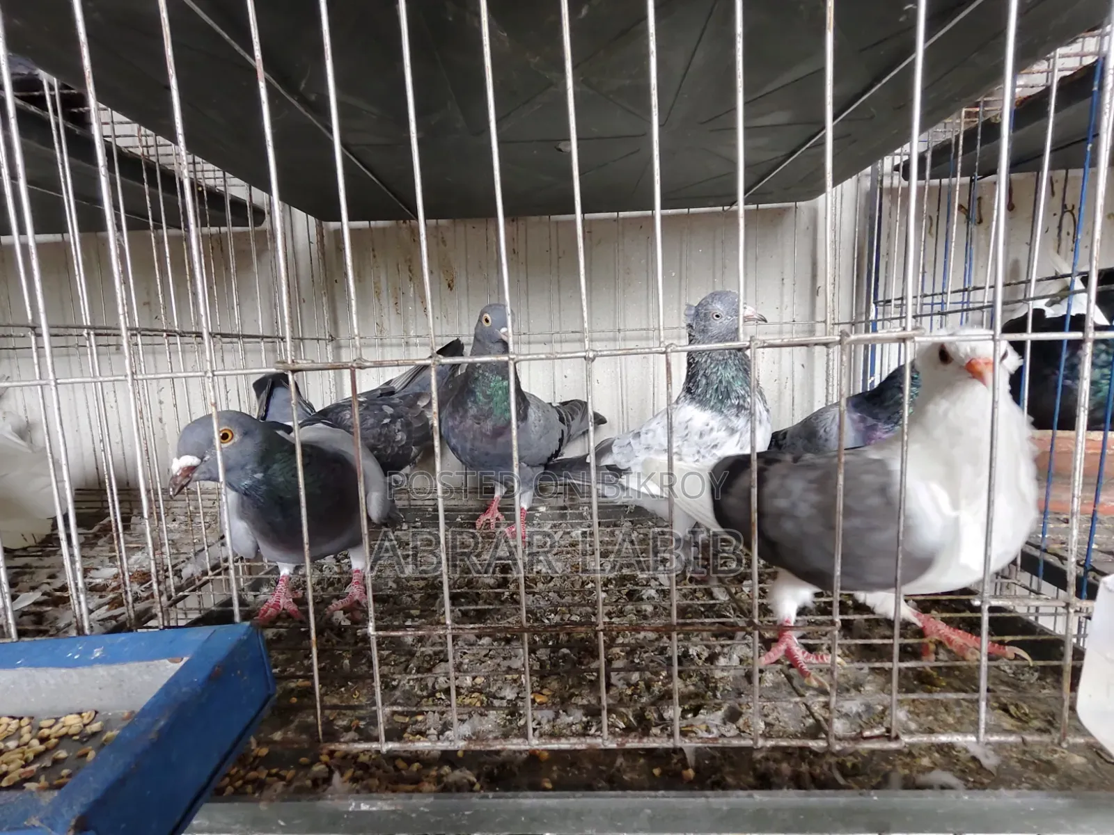 Pigeons for sale