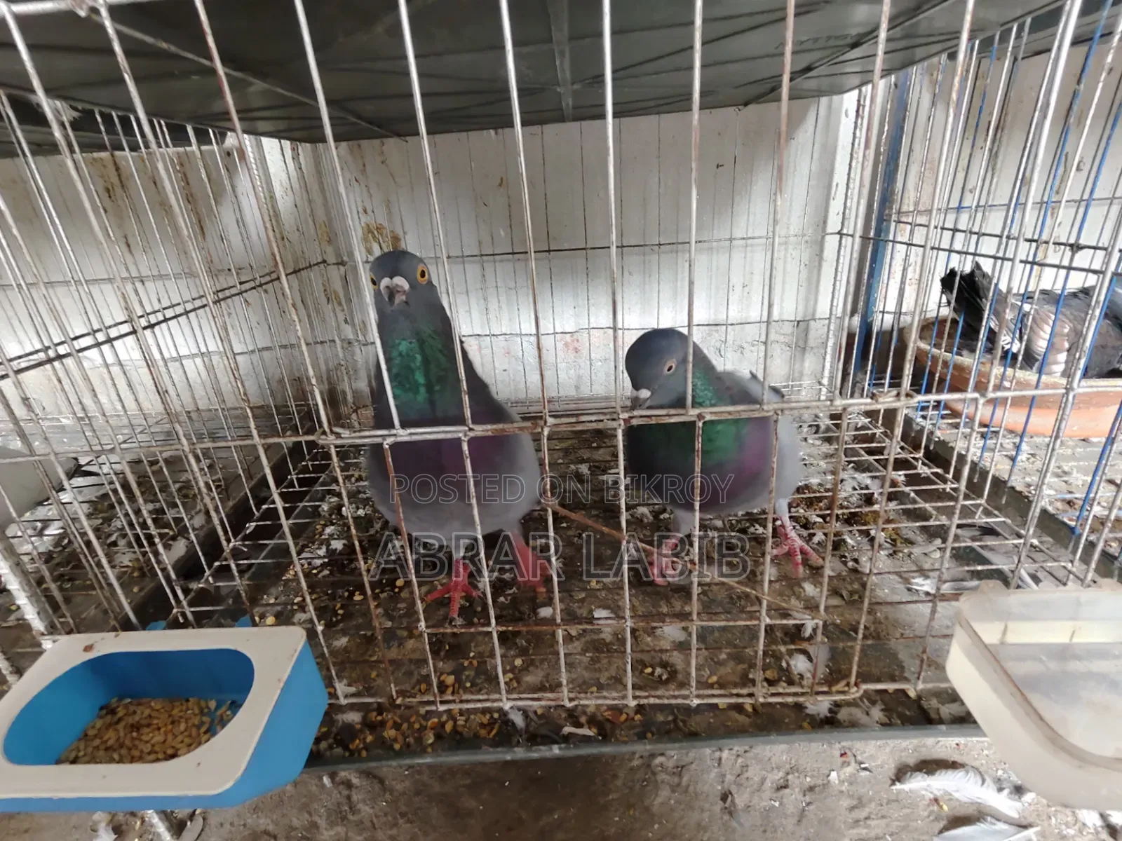 Pigeons for sale