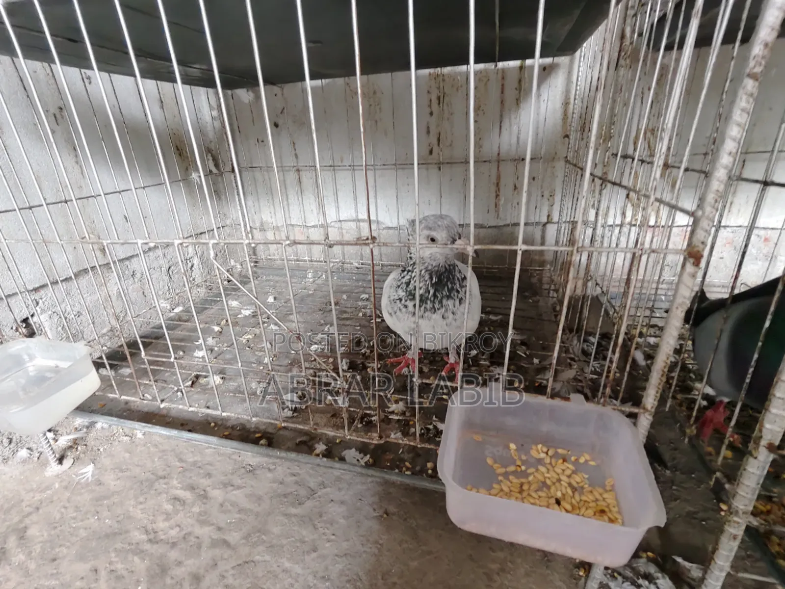 Pigeons for sale