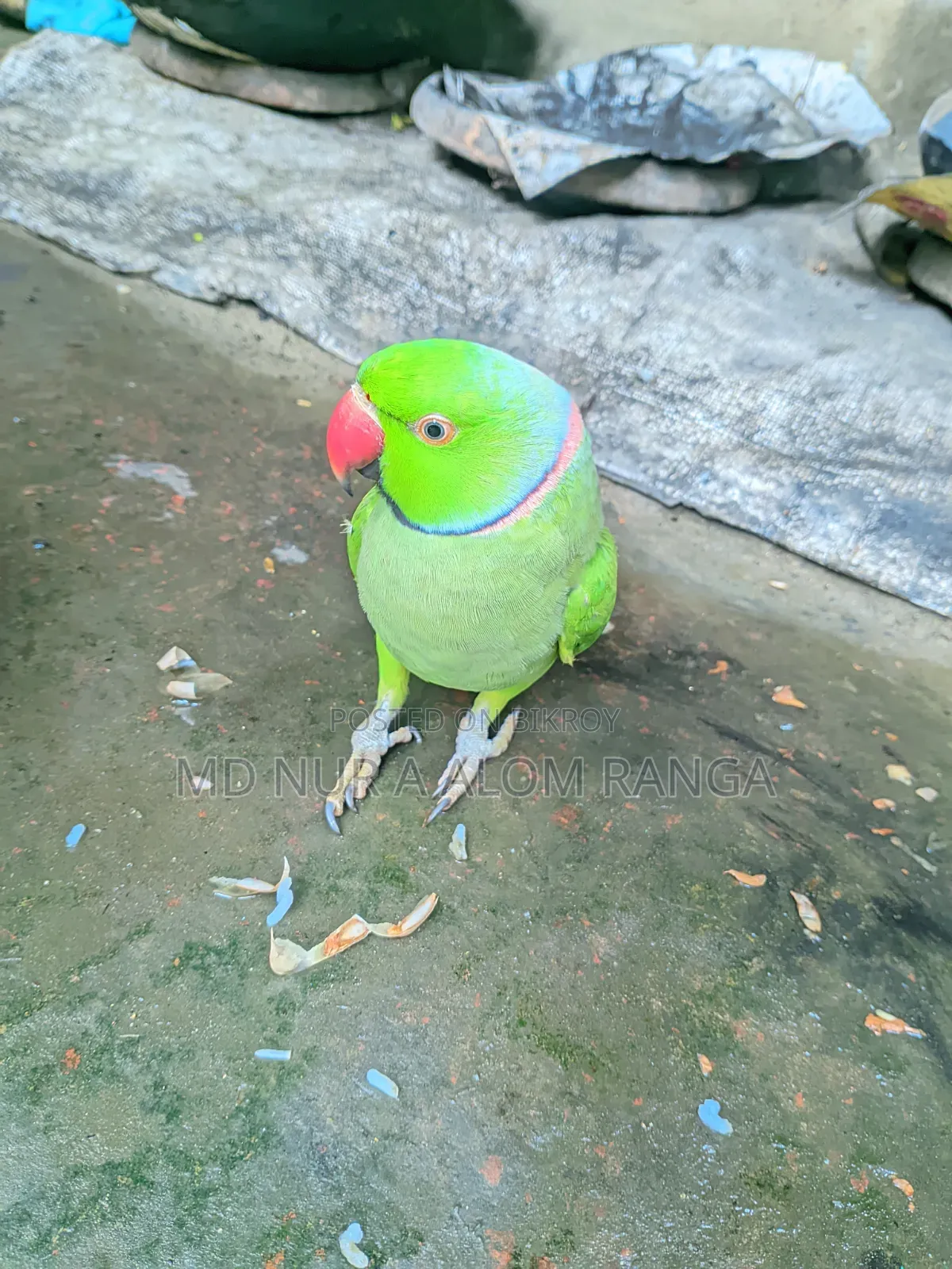 Indian Ringneck