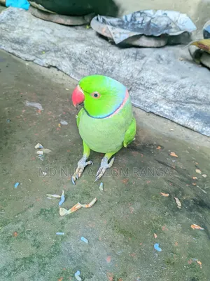 Indian Ringneck
