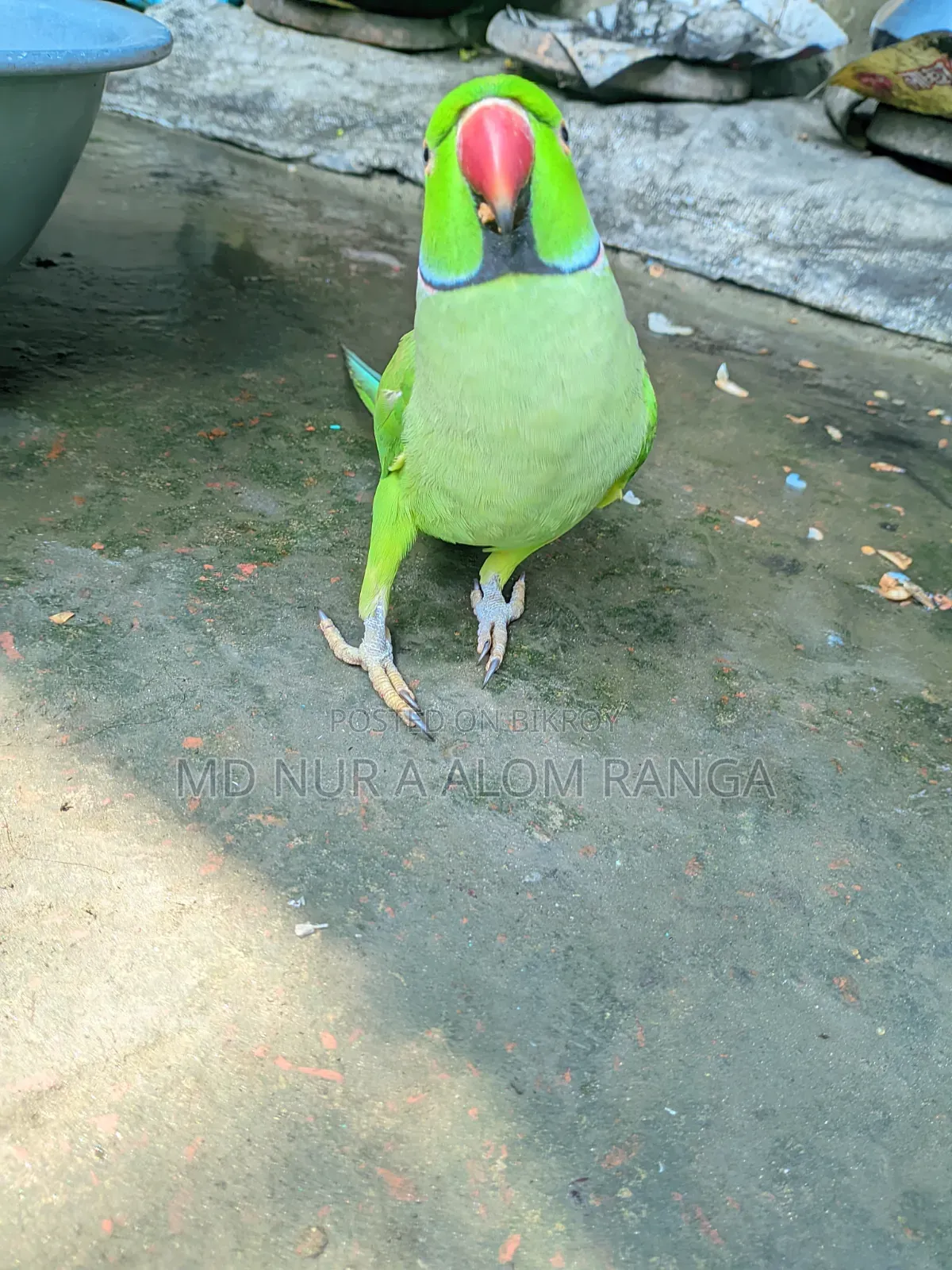 Indian Ringneck