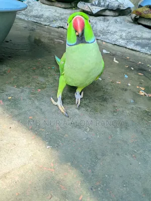 Indian Ringneck