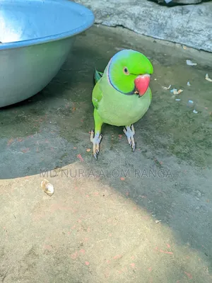 Indian Ringneck
