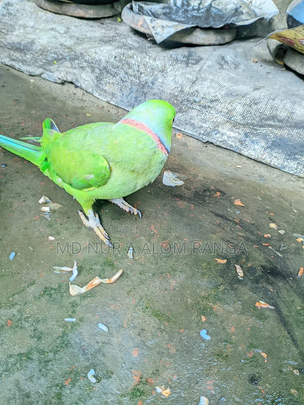 Indian Ringneck
