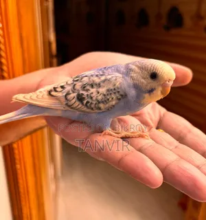 Budgerigar Birds