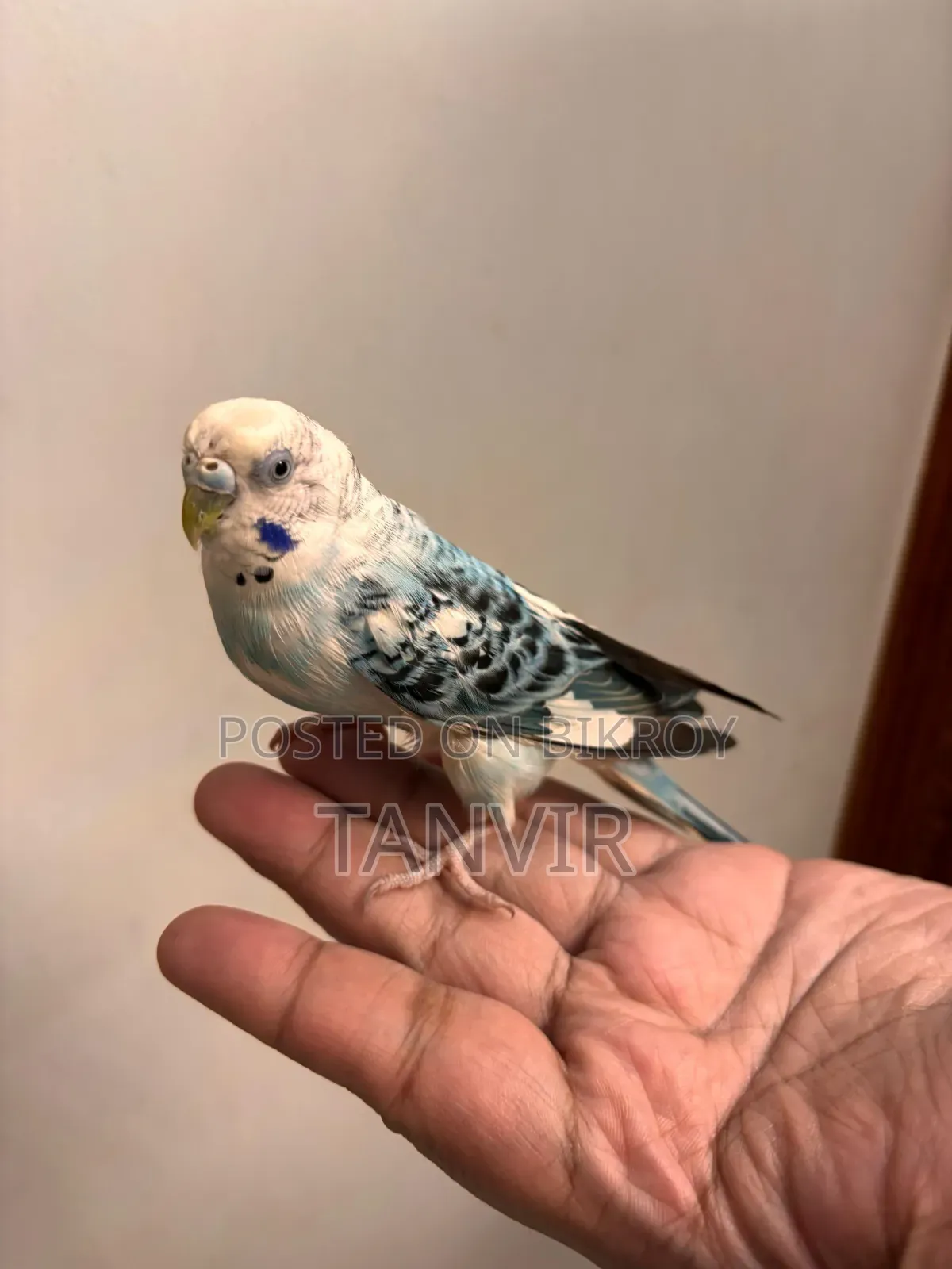Budgerigar Birds