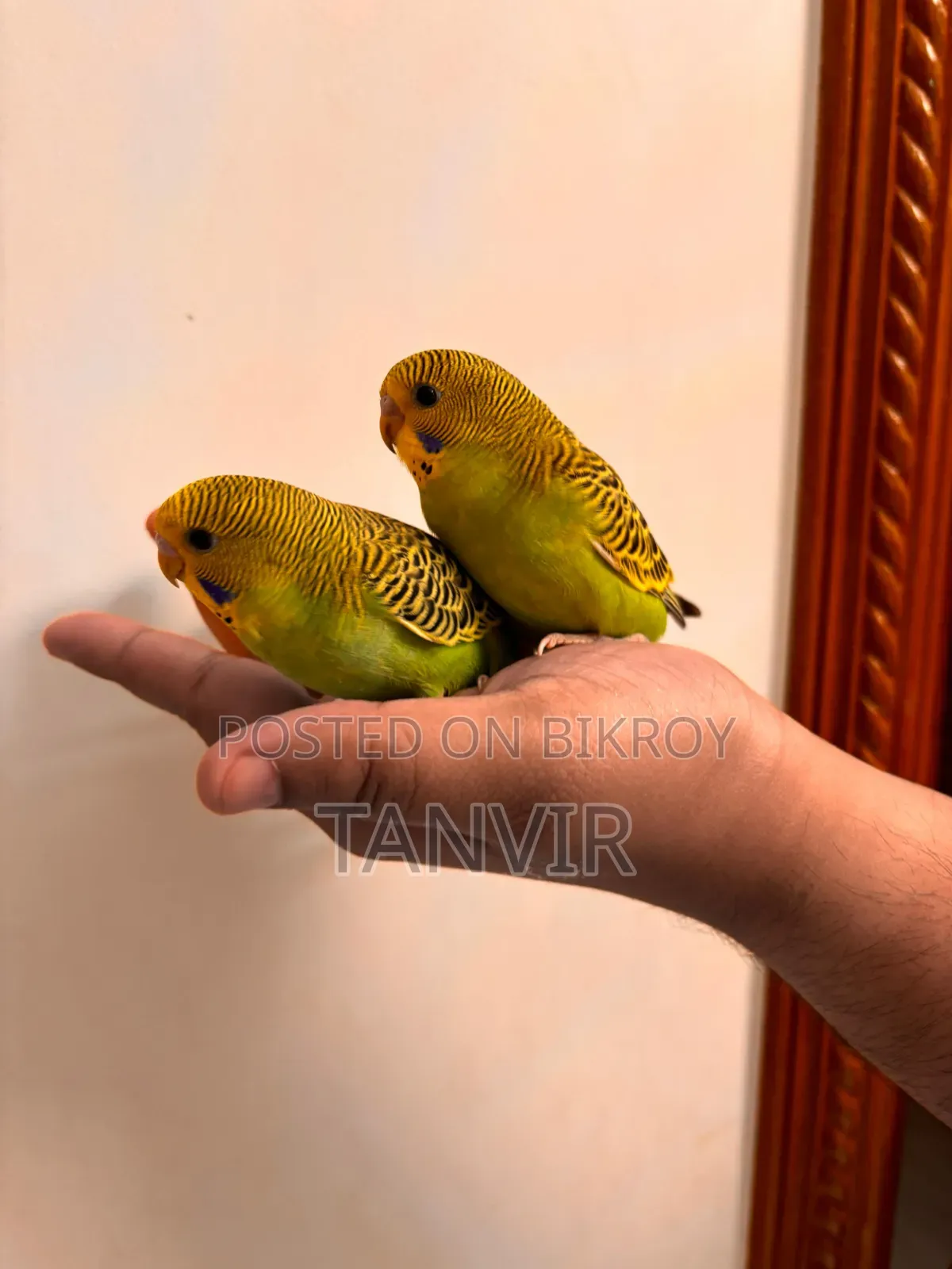 Budgerigar Birds