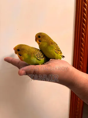 Budgerigar Birds