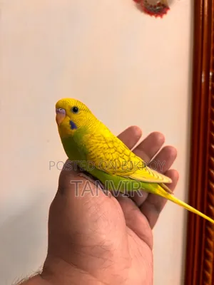 Budgerigar Birds