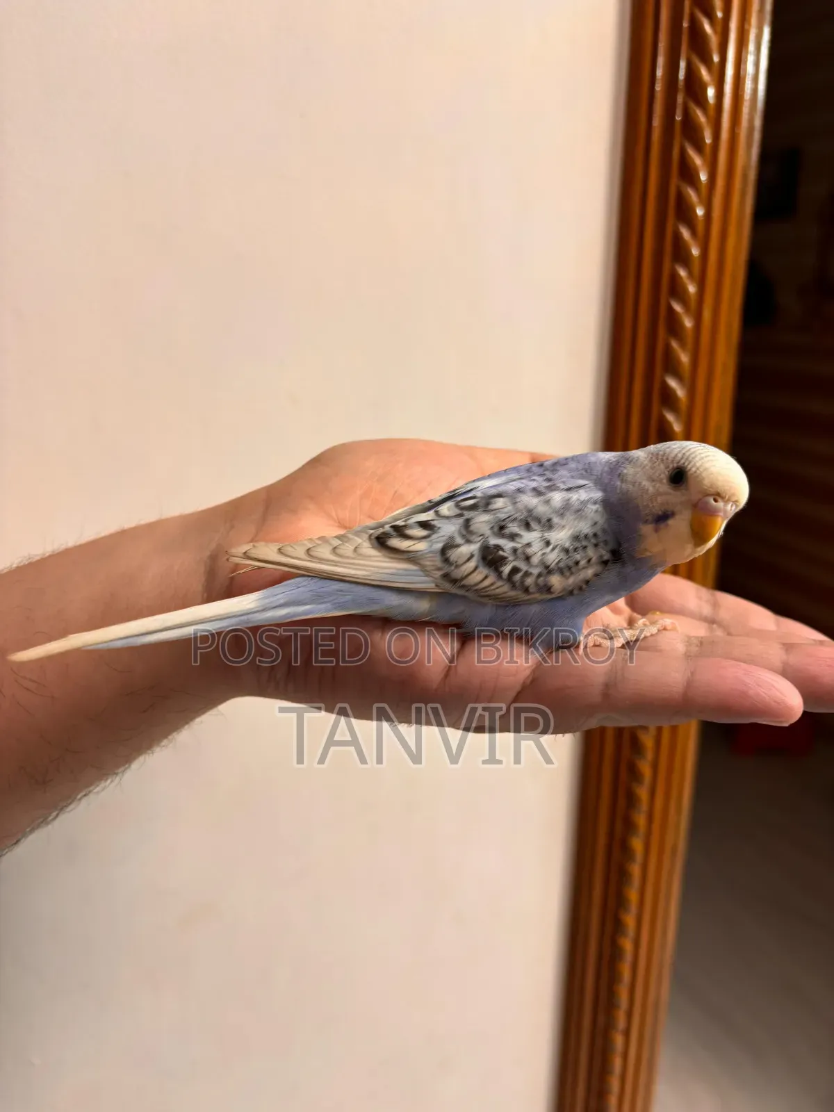 Budgerigar Birds