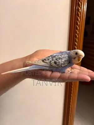 Budgerigar Birds
