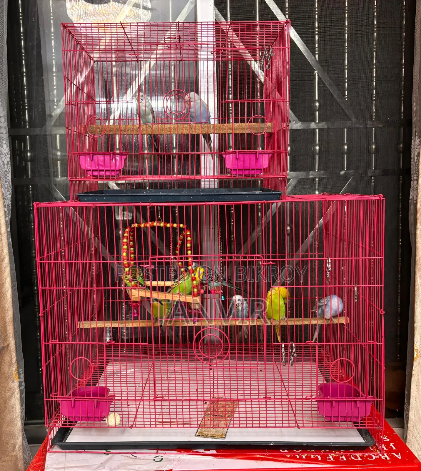 Budgerigar Birds