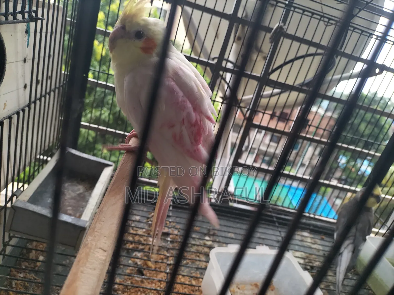 Lutino Red Eye Cockatiel (Tame)