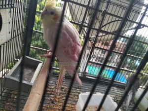 লুটিনো রেড আই ককাটেল (টেম)