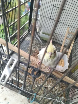 Lutino Red Eye Cockatiel (Tame)