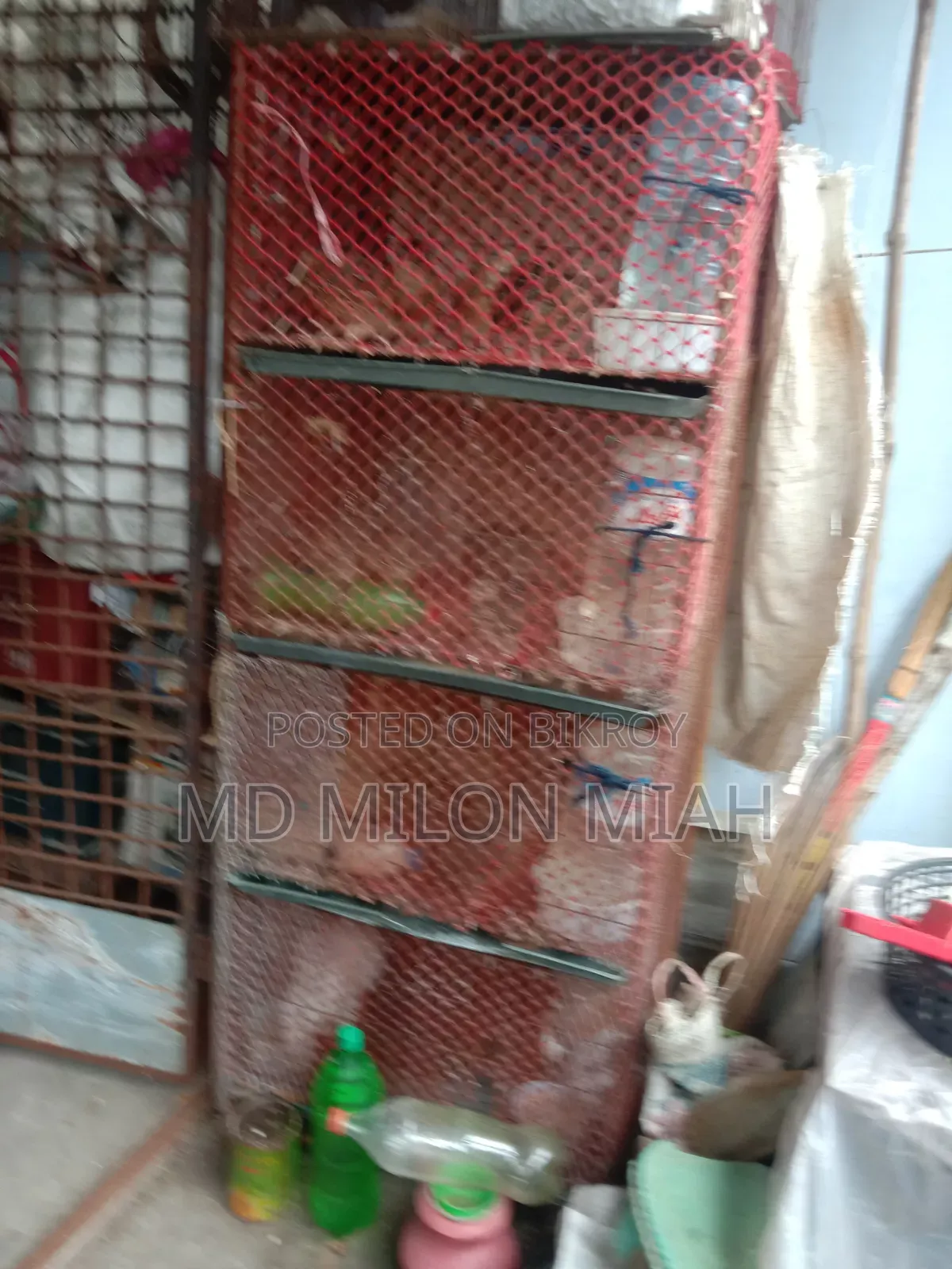 ২৩টি কোয়েল পাখি বিক্রি হবে খাঁচা সহ