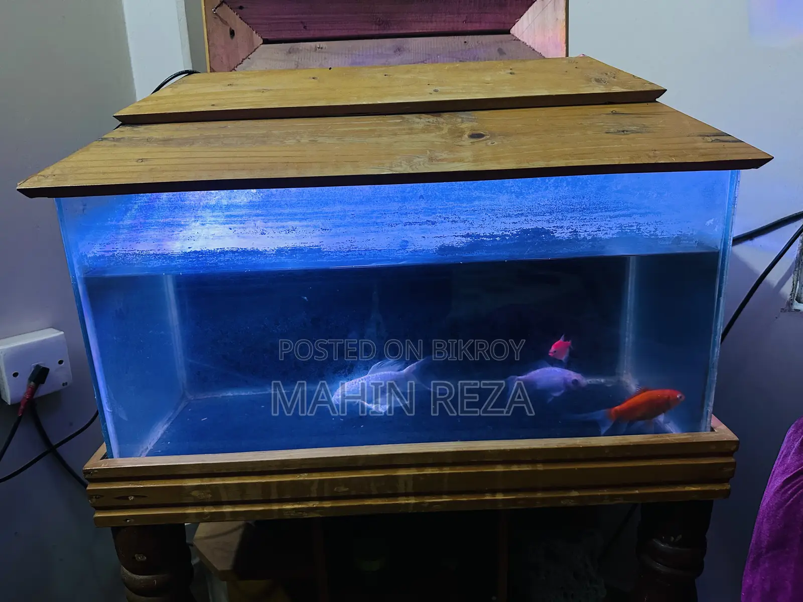 Fish Aquarium