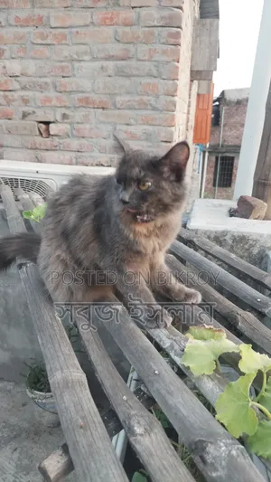 1+ Year Female Purebred Cat