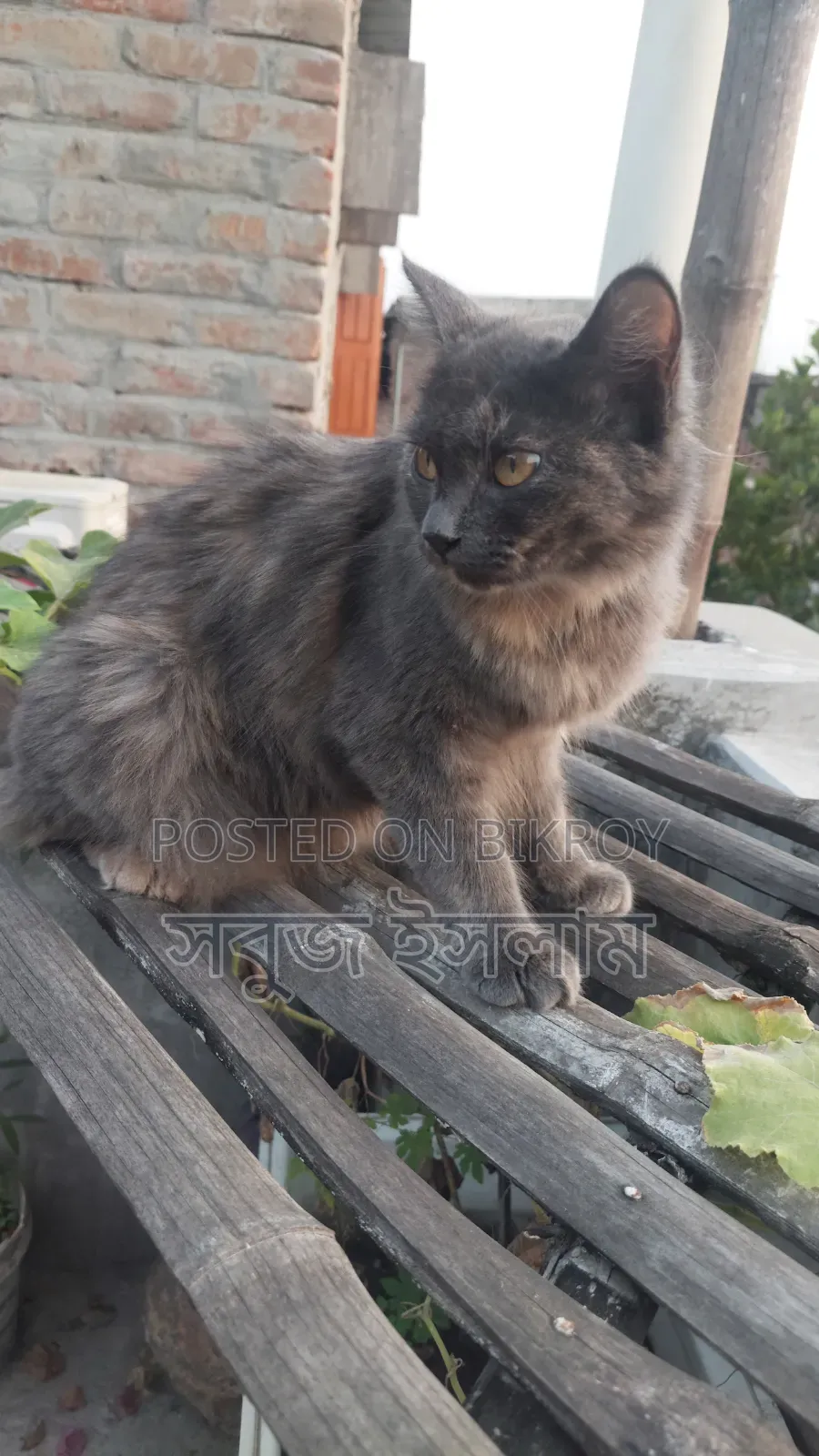 1+ Year Female Purebred Cat