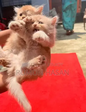 ০-১ মাস বয়সী ফিমেল পিওর ব্রেড পার্সিয়ান