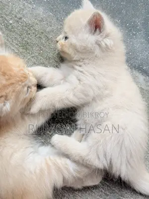 ০-১ মাস বয়সী ফিমেল পিওর ব্রেড পার্সিয়ান