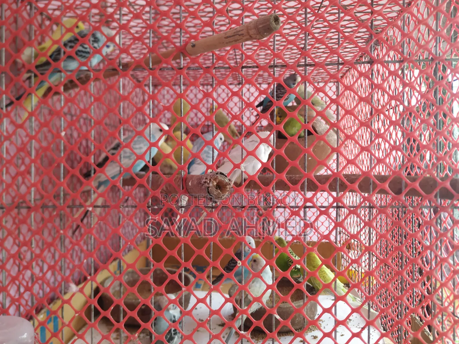 Budgerigar birds for sale