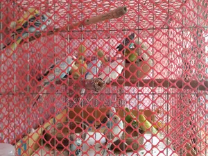 Budgerigar birds for sale