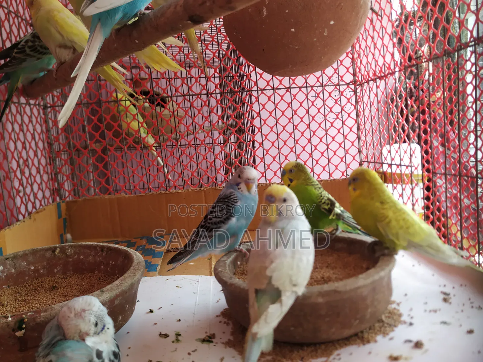Budgerigar birds for sale