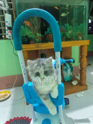 1-3 Months Female Purebred Persian