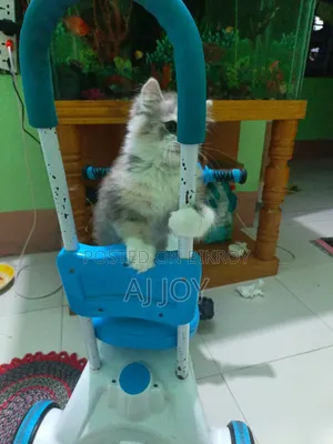 1-3 Months Female Purebred Persian