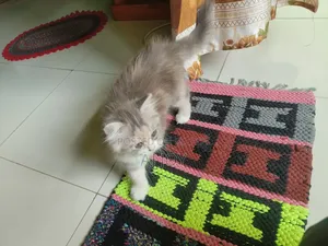 1-3 Months Female Purebred Persian