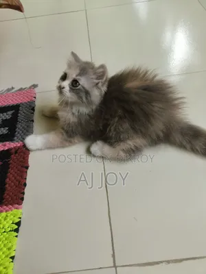 1-3 Months Female Purebred Persian