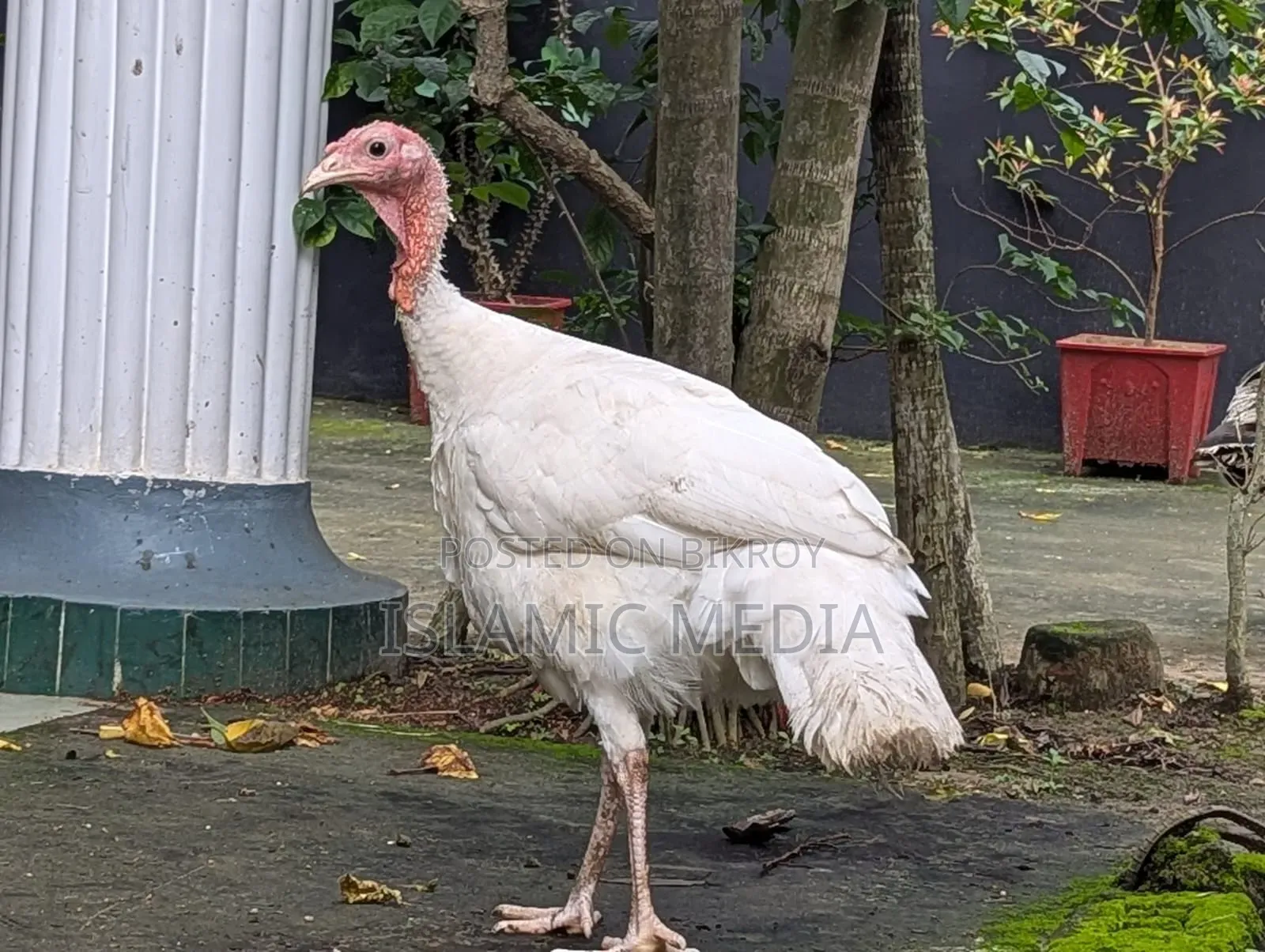 Beautiful and high-quality turkey for sale