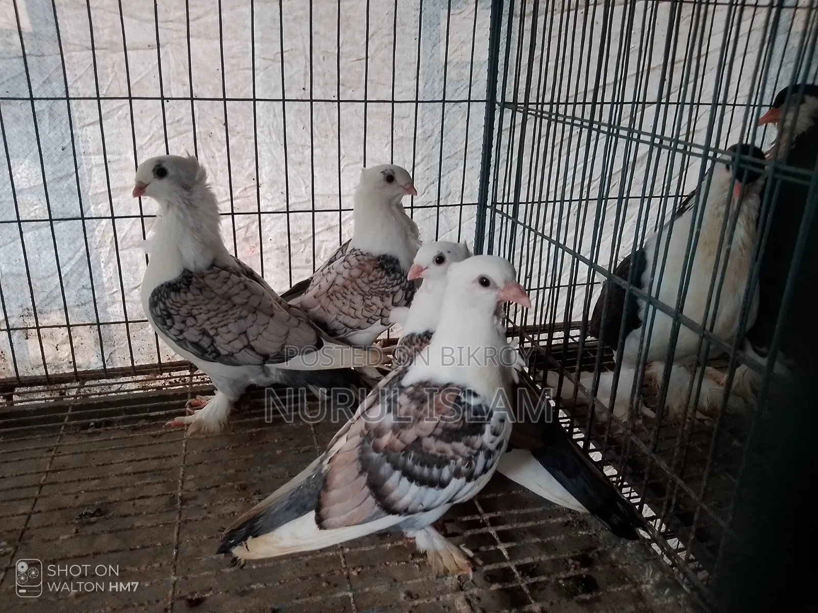 All Running Pigeons For Sale