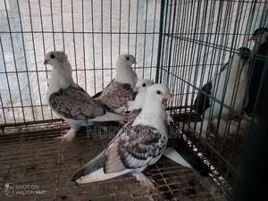 All Running Pigeons For Sale